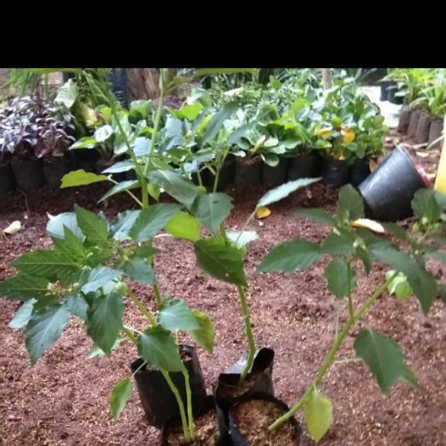 Bibit ciplukan /cecenet