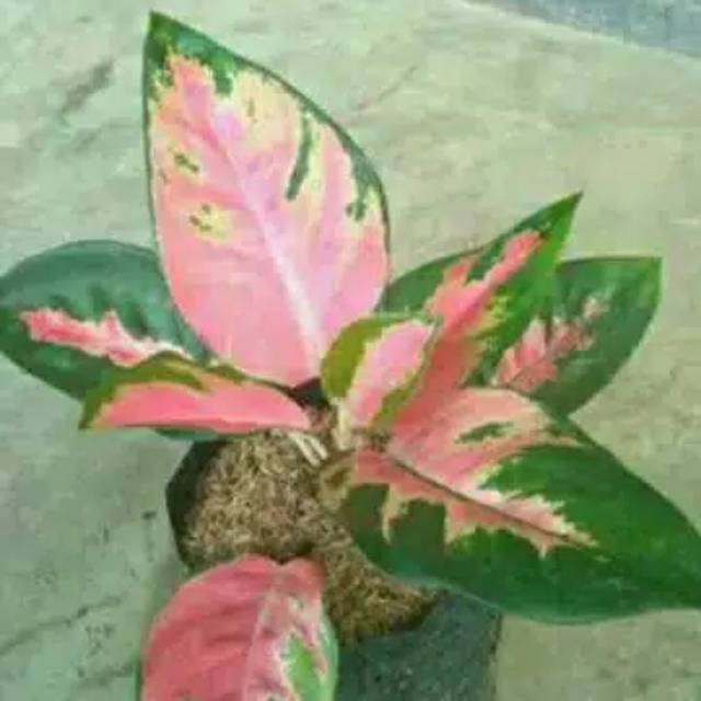 Tanaman hiyas aglonema Kocin/Aglonema Kocin