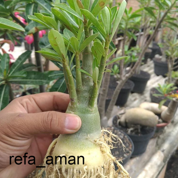 bibit bahan bonsai adenium bonggol besar kamboja jepang