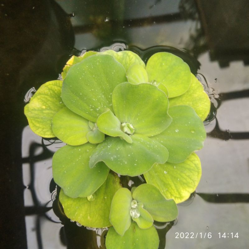 tanaman apu apu mawar