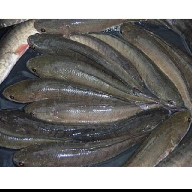 

Ikan Gabus Segar Fresh Berkualitas - 1Kg