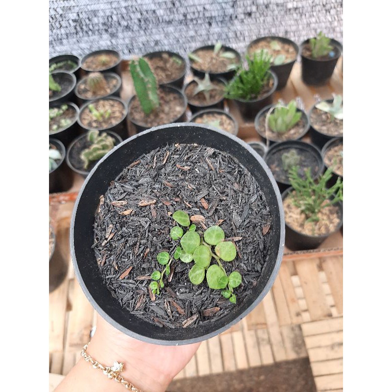 tanaman hias String of turtle