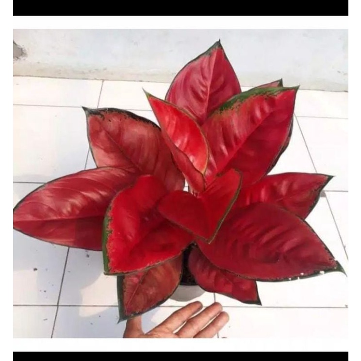 AGLONEMA SUKSOM-TANAMAN HIAS AGLONEMA SUKSOM