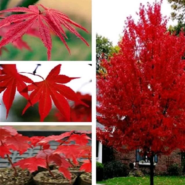 Biji pohon Maple Merah F1