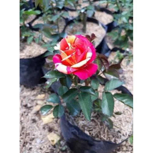 BIBIT TANAMAN HIAS BUNGA MAWAR PELANGI ASLI