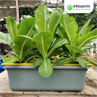 iHidroponik Kiti Paket Pemula 1 Bak 9 Lubang Wick System iHidroponik Kiti Paket Pemula 1 Bak 9 Lubang Wick System