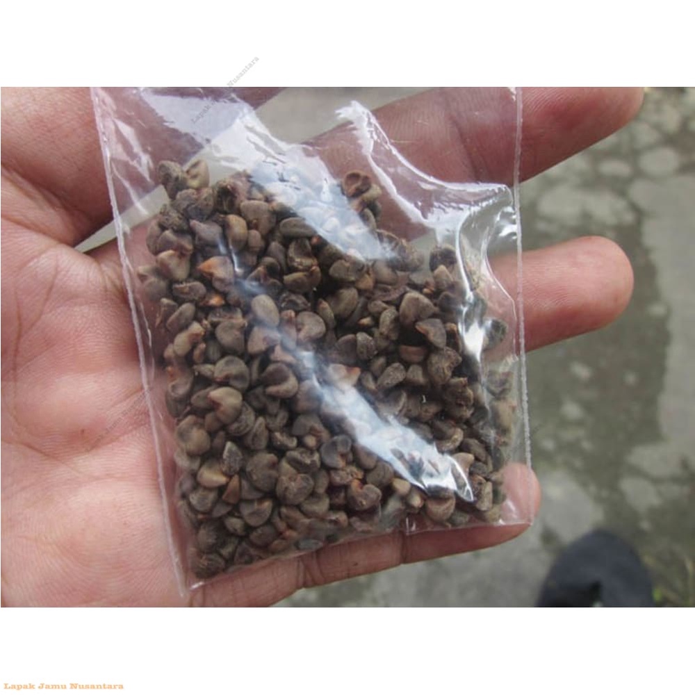 Ⓜ️ biji rosela ungu / bibit / benih rosela 🄱🄰🅁🅄