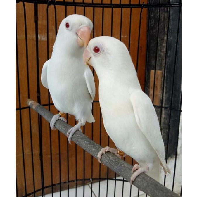 Burung Lovebird Albino Mm / Mata Merah