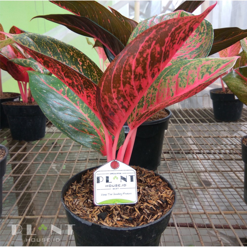  Aglaonema  Tiara  Shopee Indonesia