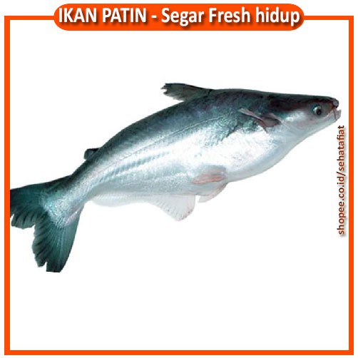 

IKAN PATIN HIDUP SEGAR DAN FRESH PREMIUM 1 KG