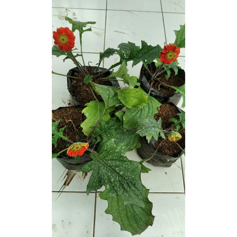 plant gerbera dwarf/pendek oranye