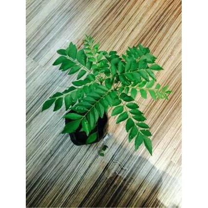 tanaman daun kari / daun salam koja