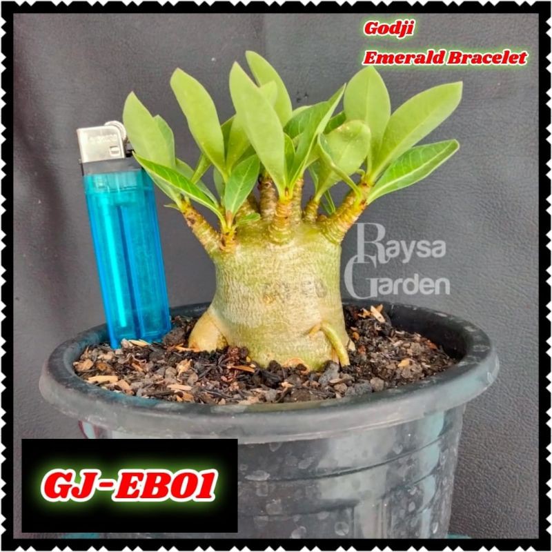 Adenium karakter godji thaisoco rcn arabicum