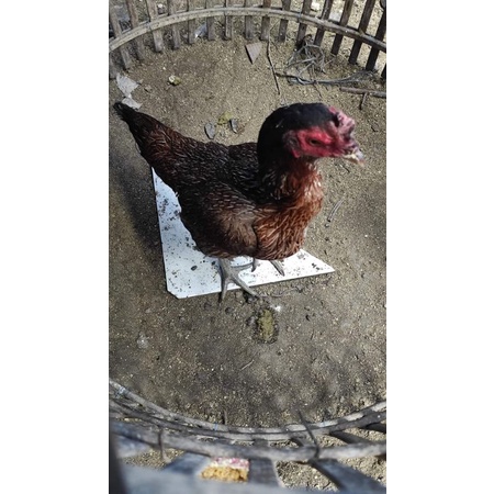 

Telur fertil ayam biang pamangon terlaris