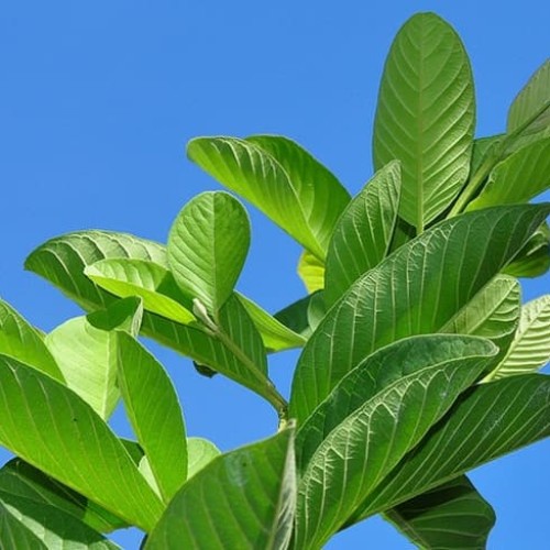 Daun Jambu Biji Segar Fresh Baru Petik Daun Jambu Klutuk Kluthuk Alami