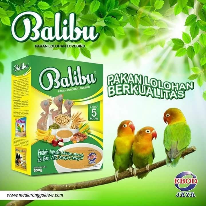Balibu Bubur lolohan burung