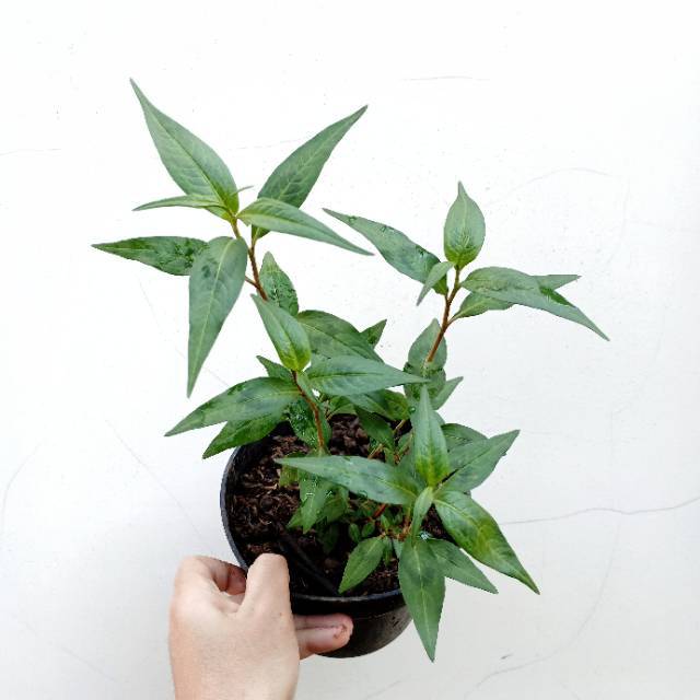Bibit tanaman vietnam mint kesum daun laksa Shopee Bibit tanaman vietnam mint kesum daun laksa Shopee