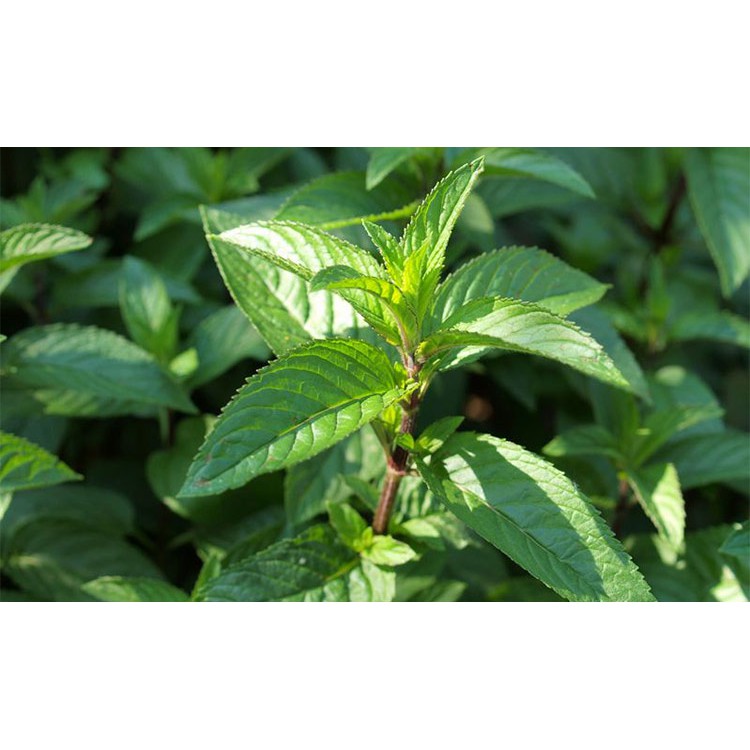 Benih Bibit Biji - Peppermint Mint (Mentha x piperita) Herb Seeds - IMPORT