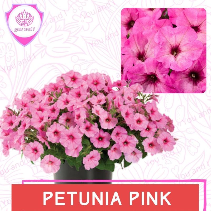 PETUNIA PINK [isi-3] Benih Biji Bunga