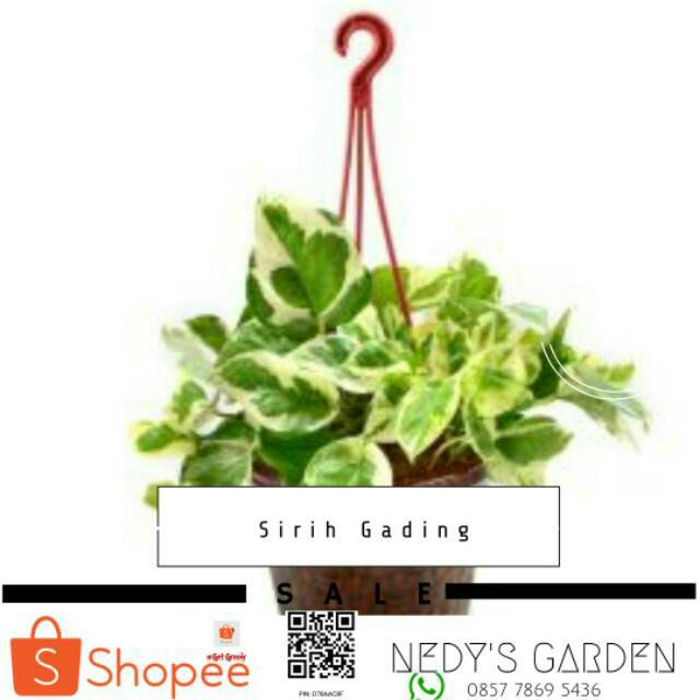 Sirih Gading Shopee Indonesia