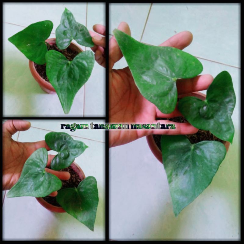 anthurium pterodactyl ori