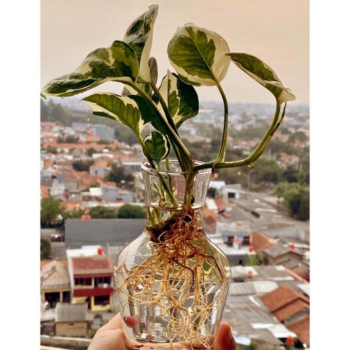 Vas Bunga Kaca Bening Hias Minimalis Pot Tanaman Air Hidroponik Ukuran