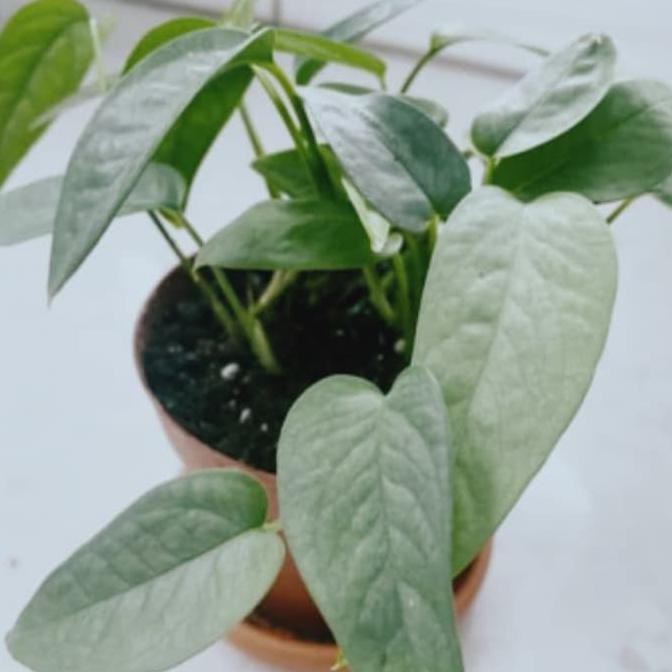 Tanaman Hias Philodendron Cebu Blue - Philo Cebu Blue