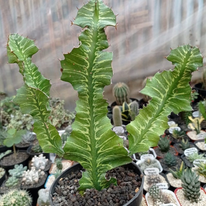 euphorbia bougheyi variegata