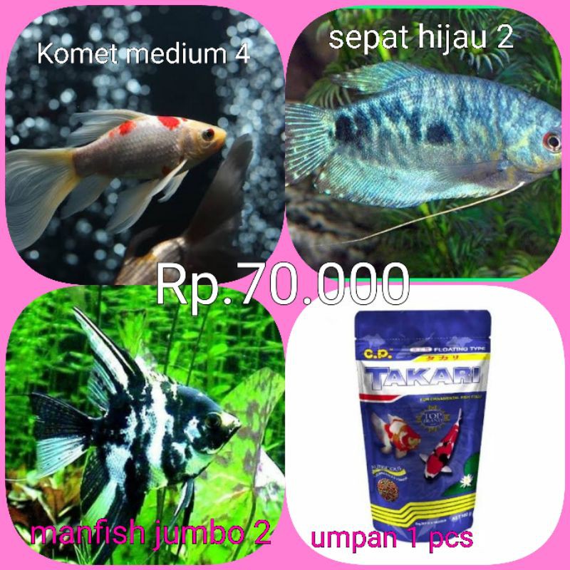 paket ikan hias komet slayer 3, sepat rosby 2, manfish xl 2, takari 1