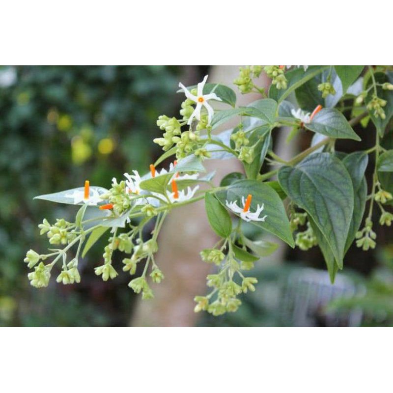 Ready Tanaman hias & obat srigading nyctanthes arbor tristis bunga sangat wangi