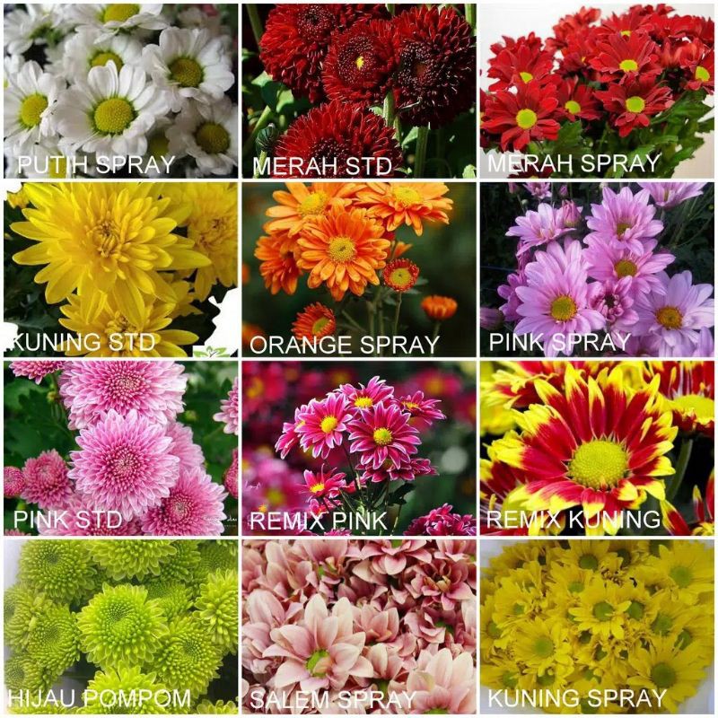 bunga Krisan  warna bunga krisan