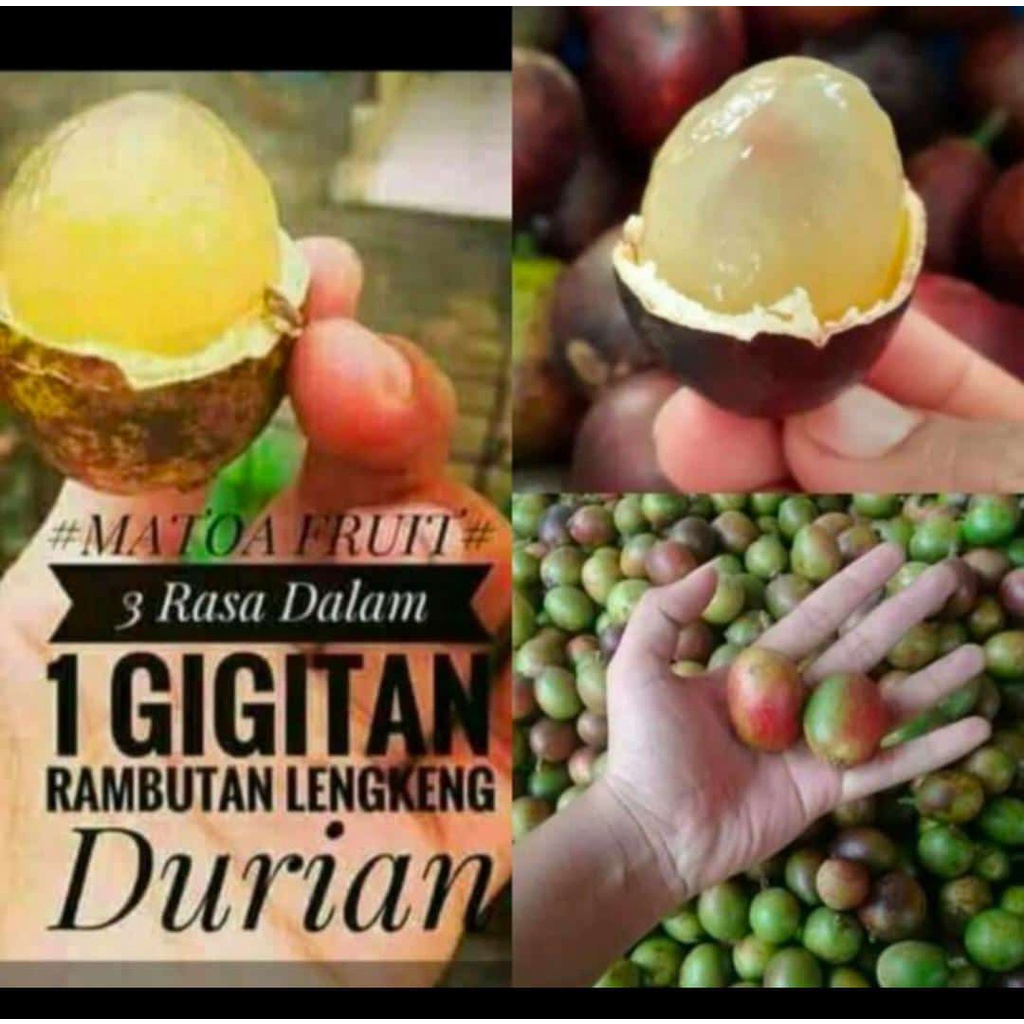 

Buah Matoa 1kg | Buah langka 3 rasa