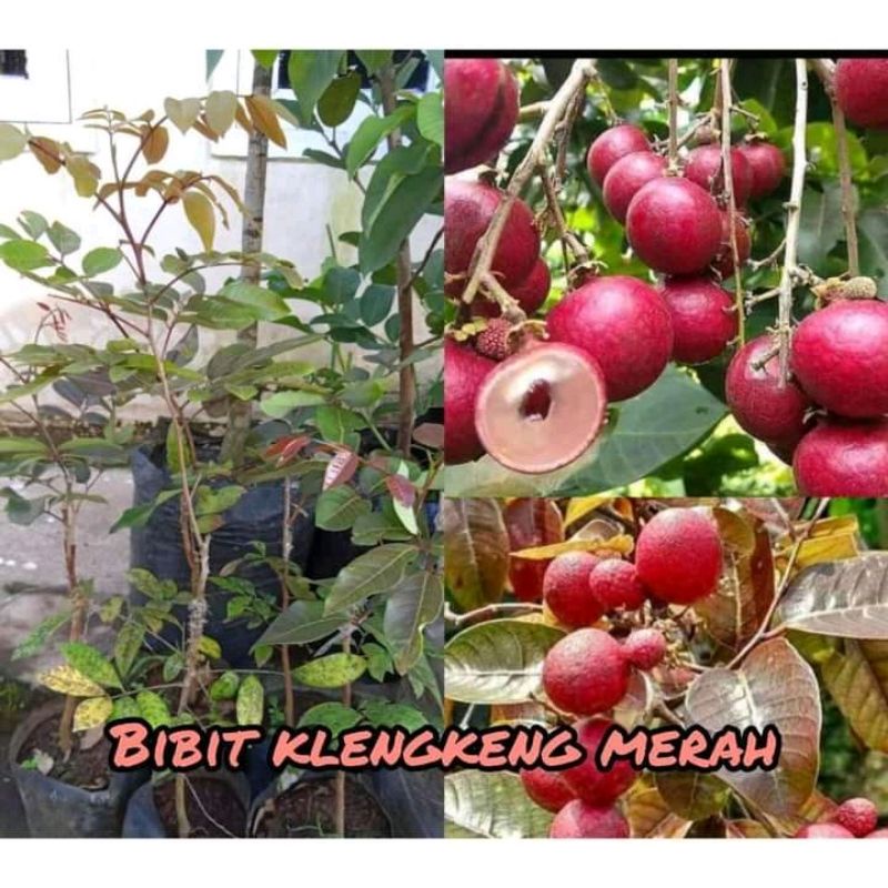Bibit tanaman kelengkeng merah rubbi longan/bibit kelengkeng merah super/kelengkeng merah murah