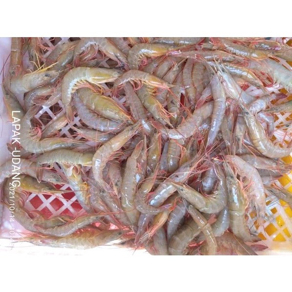 

Udang Segar Udang Api Seafood Segar