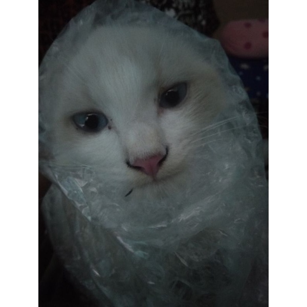 Kitten Anggora