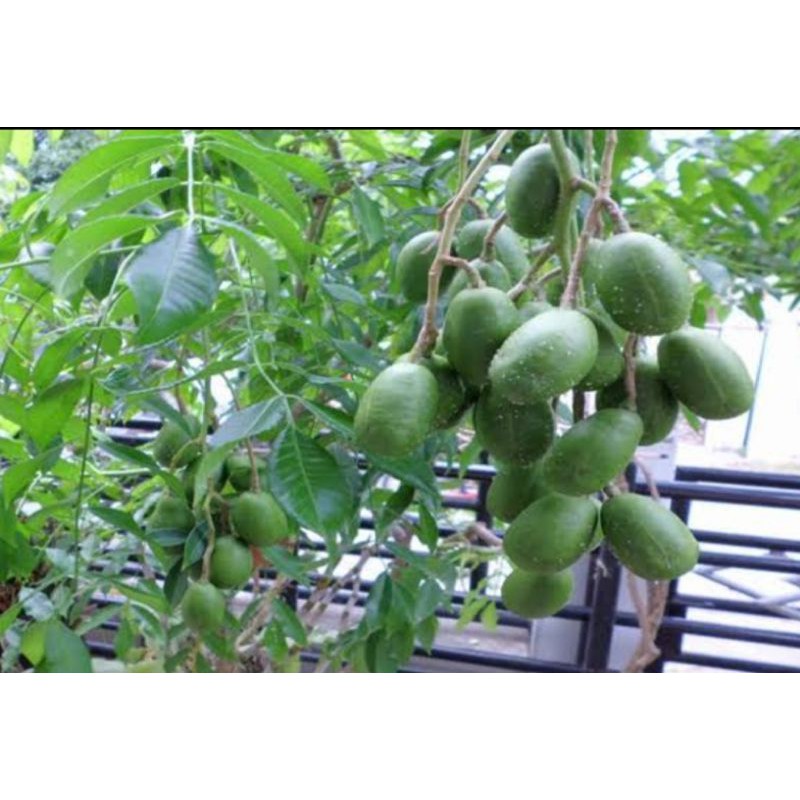 BIBIT KEDONDONG BANGKOK