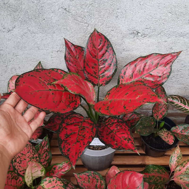 bonggol aglonema Red king