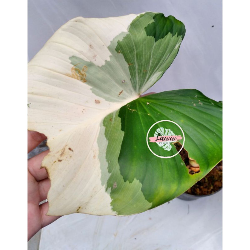 HOMALOMENA RUBESCENS VARIEGATA VARIGATA DIKIRIM SESUAI FOTO DAUN PANCING