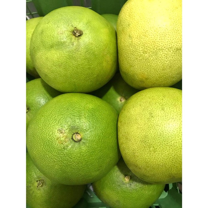 Jual Jeruk Bali / Pomelo 1 pcs Shopee Indonesia