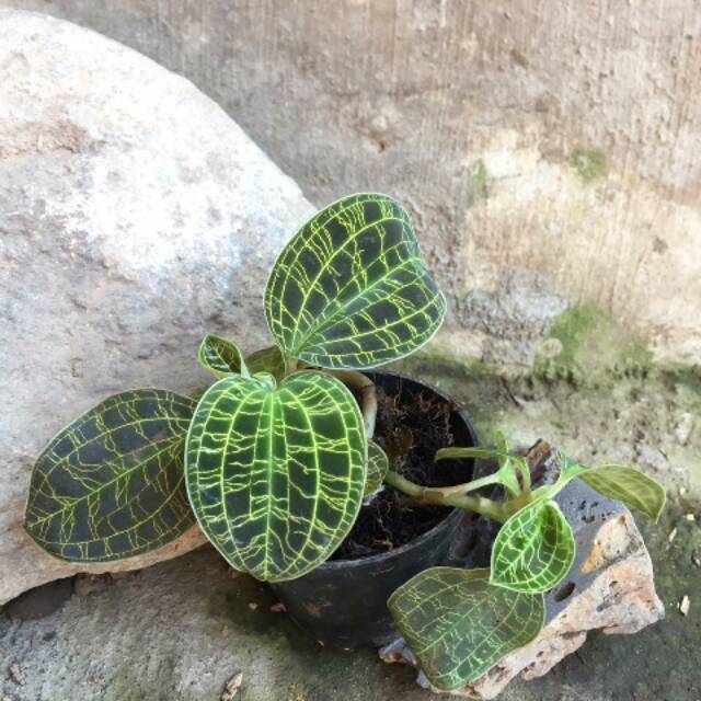 Jewel Orchid Macodes petuola
