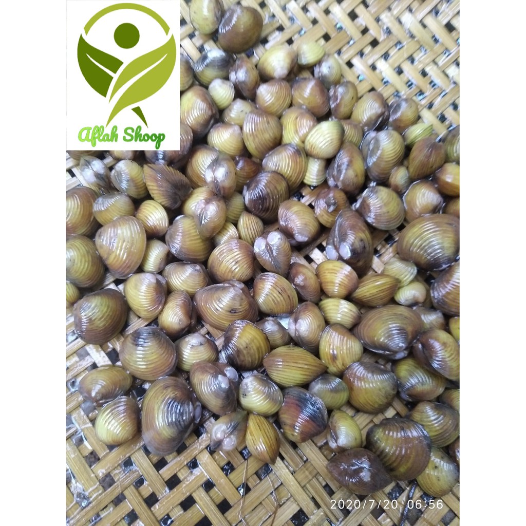 Remis haremis cece kerang air tawar kerang kuning 1kg Shopee Indonesia