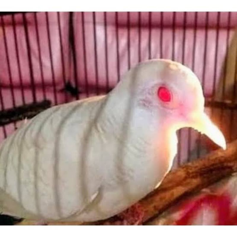 burung perkutut putih mata merah masih muda