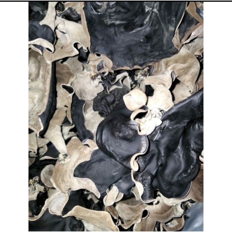 

JAMUR KUPING KERING GRADE A PREMIUM