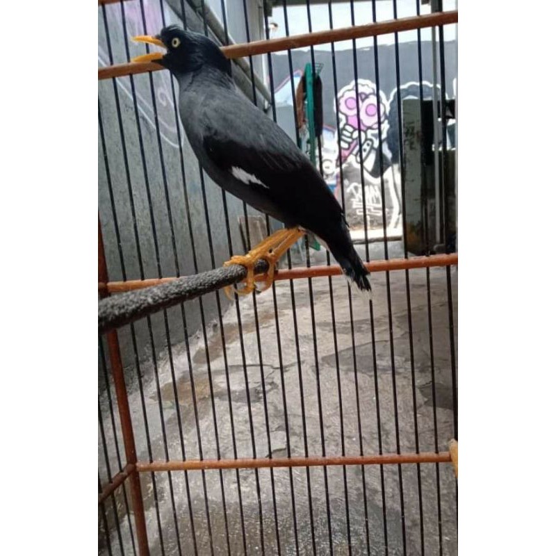 jalak kebo jinak