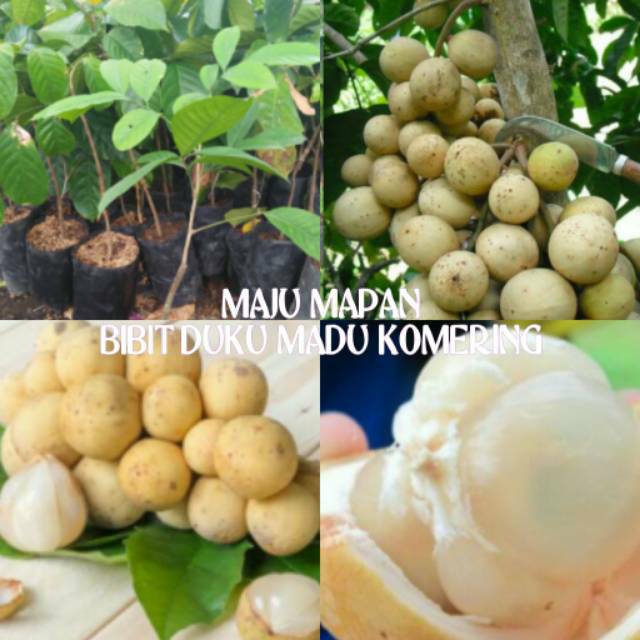 BIBIT DUKU SUMATRA/TANAMAN DUKU KOMERING/BENIH DUKU SAMBUNG - WISATA AGROTANI