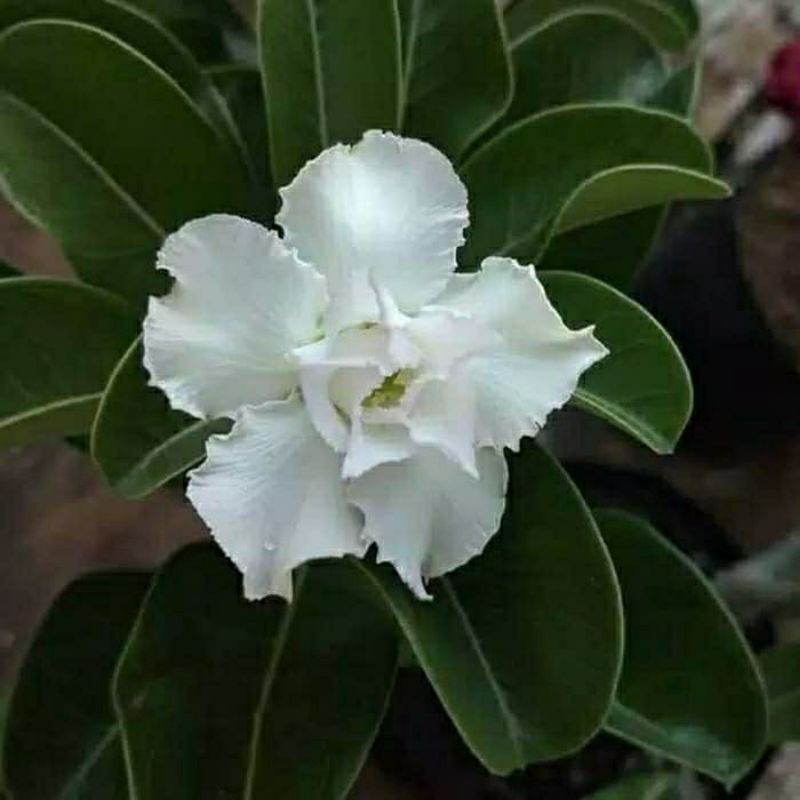murah bibit tanaman adenium bunga putih bonggol besar bahan bonsai kamboja