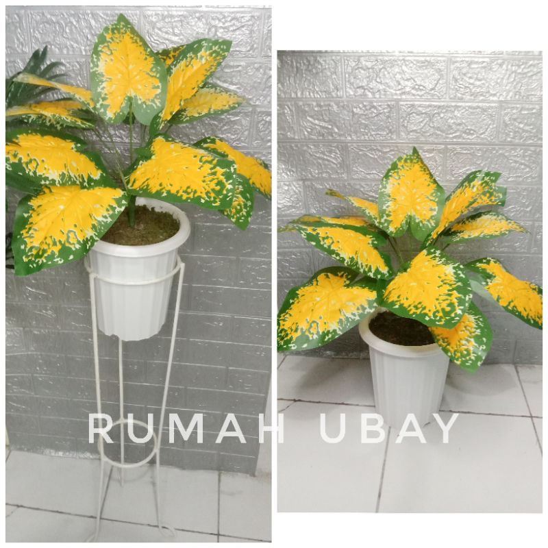 [COD]✓TANAMAN IMITASI KELADI SRI REJEKI IMITASI