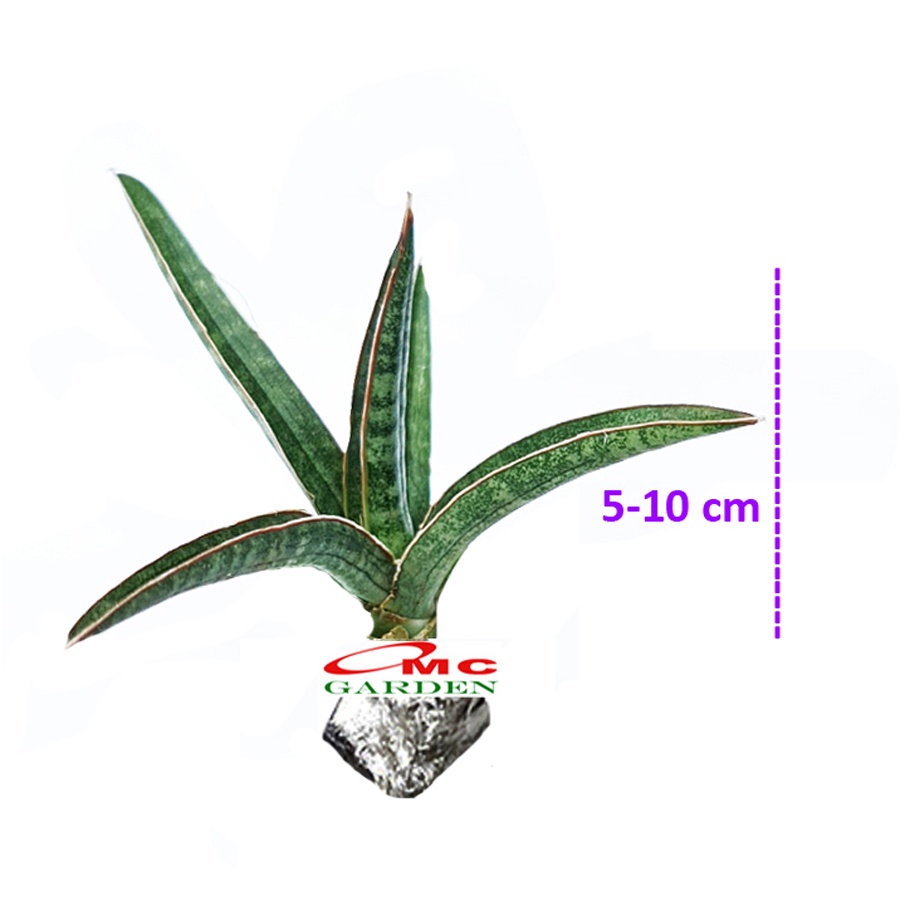 Lidah Mertua Tanduk Sansevieria Ballyi Sansivera Patens Paten Ed Eby Jumbo 0510