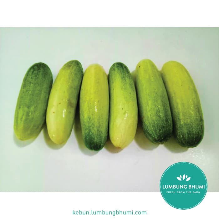 

TERLARIS TIMUN ( SAYUR - SAYURAN CURAH ) !!!!!