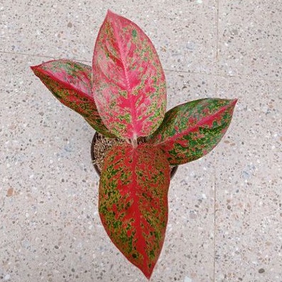 Aglonema Super Red Stardust Remaja Daun 5-6-7-8++